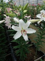 [5367 Constanta 2N VZ No01.JPG]